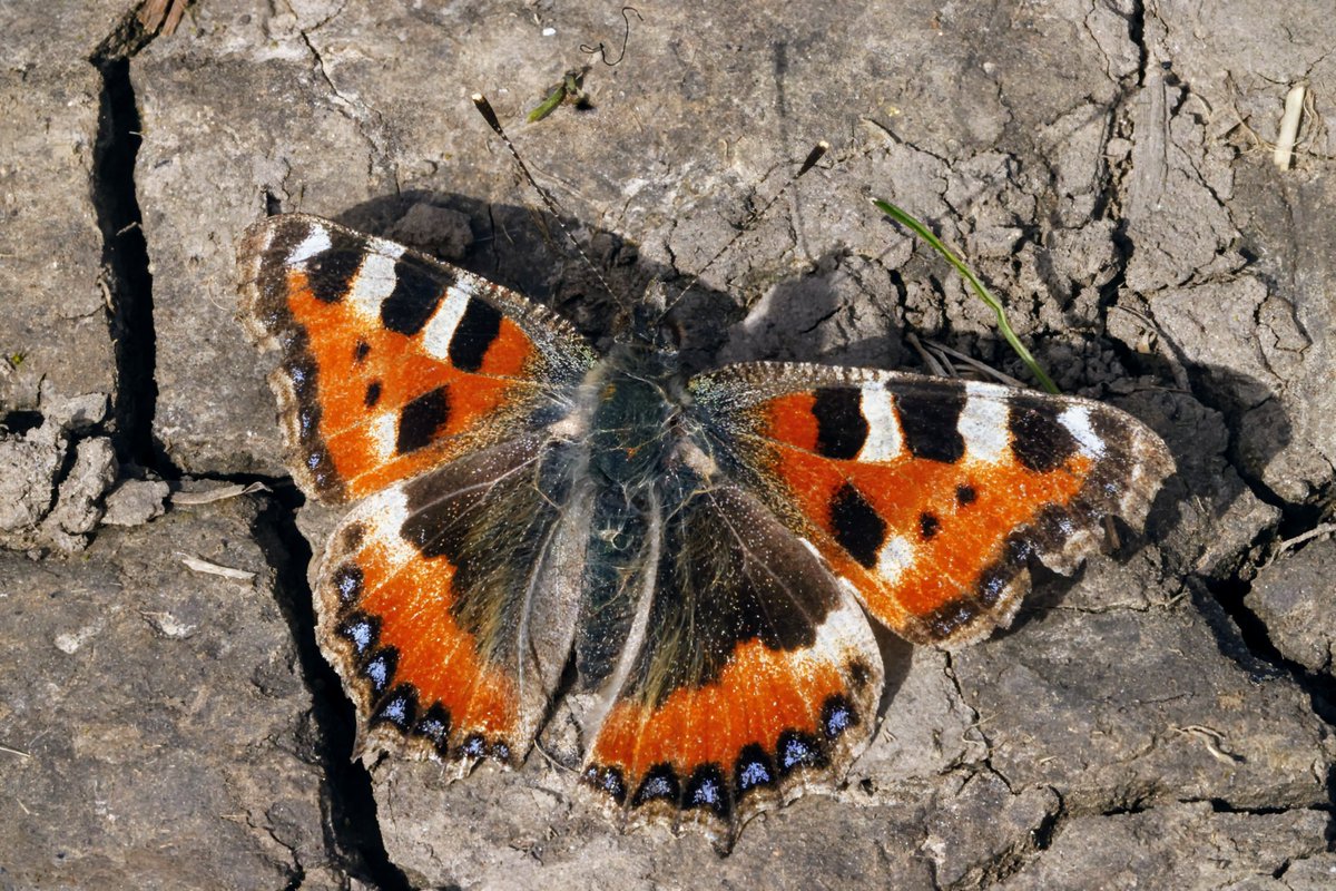 My first Small Tortoiseshell of the year at RSPB Blacktoft Sands.