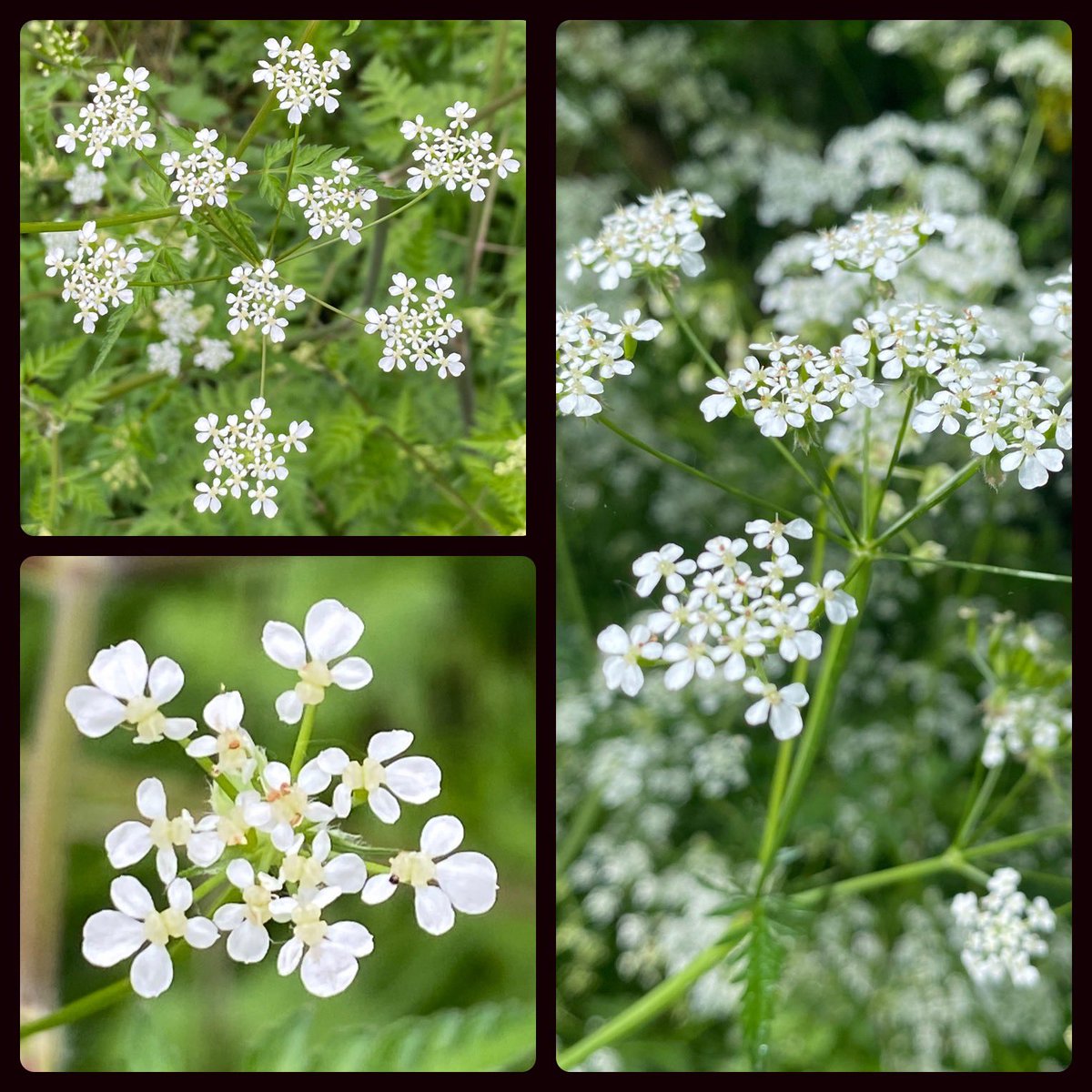 I just love the beautiful & delicate lace like cow parsley flowers that are growing in the hedgerows right now. They served as a reminder today that you can be strong & brave but feel fragile & scared. It’s ok to feel both all at the same time! Today’s favourite colours🤍💚🤍💚🤍