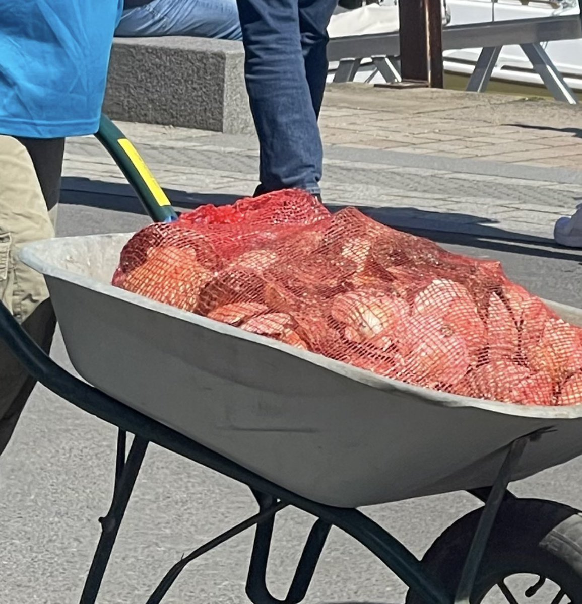 Paimpol scallop festival, where you get the scallops to your restaurant / car / van by any means possible 😁 #Paimpol #Brittany #Scallop #ScallopFestival #Sunshine #Scallops