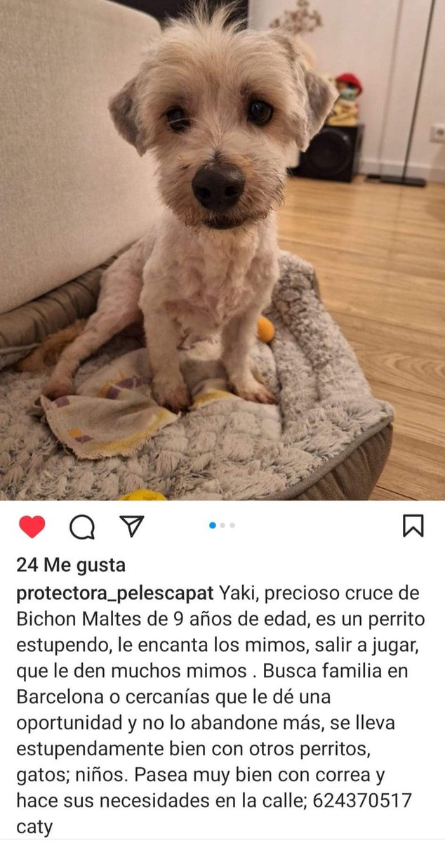 blauigrana12's tweet photo. DIFUNDO
Yaki busca #ADOPCION en Barcelona y alrededores... https://t.co/SjSH6wRSld