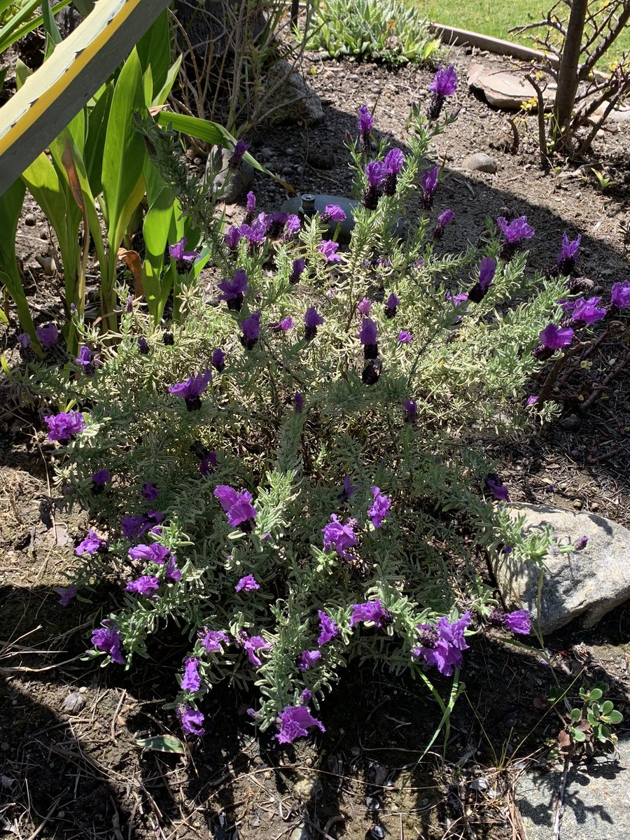 docschiff's tweet photo. Lovely lavender in bloom in San Diego, CA. #FlowerReport https://t.co/RdGFiRWTDm