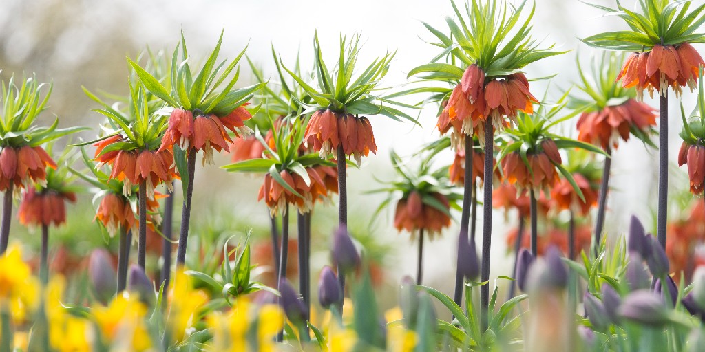 Join horticulturist Bridget Kiernan for a behind-the-scenes look at the Graham Bulb Garden on April 30 as part of our Spotlight Garden Tours. Explore design elements, and spring blooms like fritillaria spp. Register today: chgobg.org/3S0Mb2O