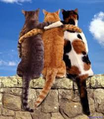 Purrs to everyone in the online #anipal community, a place where true lasting friendships are made.  I'm blessed to know you and proud to be your friend!

#Purrs4Peace
#CatsOfTwitter
#CatsOfX