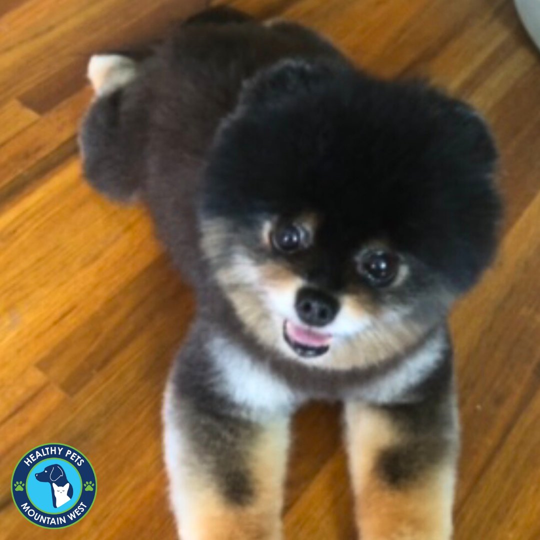 Little Lena 🐾
.
.
.
#doggrooming #dogs #healthypets #cottonwoodheights #utahdogs
