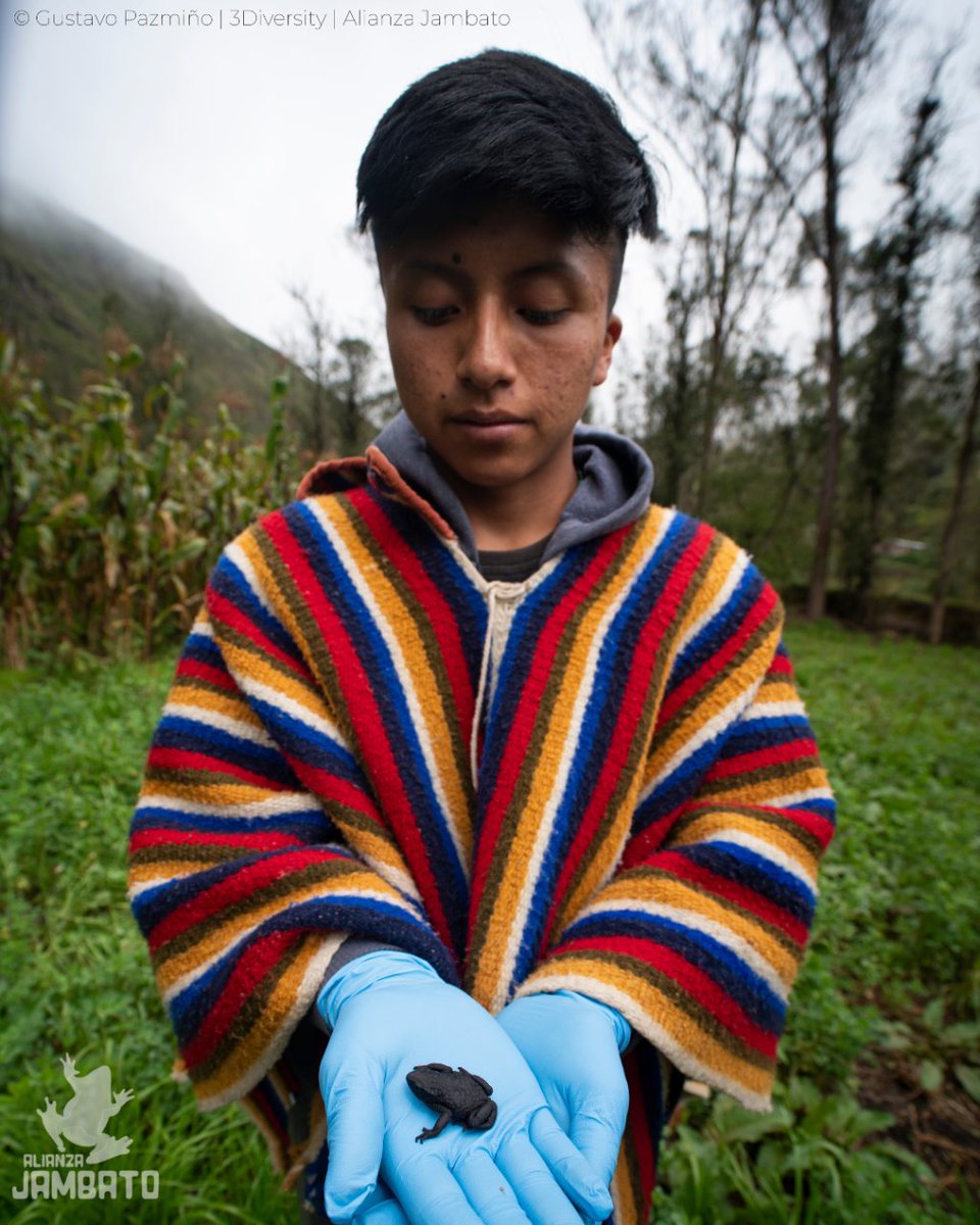 On a day like today, in 2016, David Jailaca re-encountered one of the most enigmatic little frogs of Ecuador, believed to be extinct for almost 30 years. Today we celebrate its rediscovery. Today is “Jambato Day.” 🐸🟠⚫