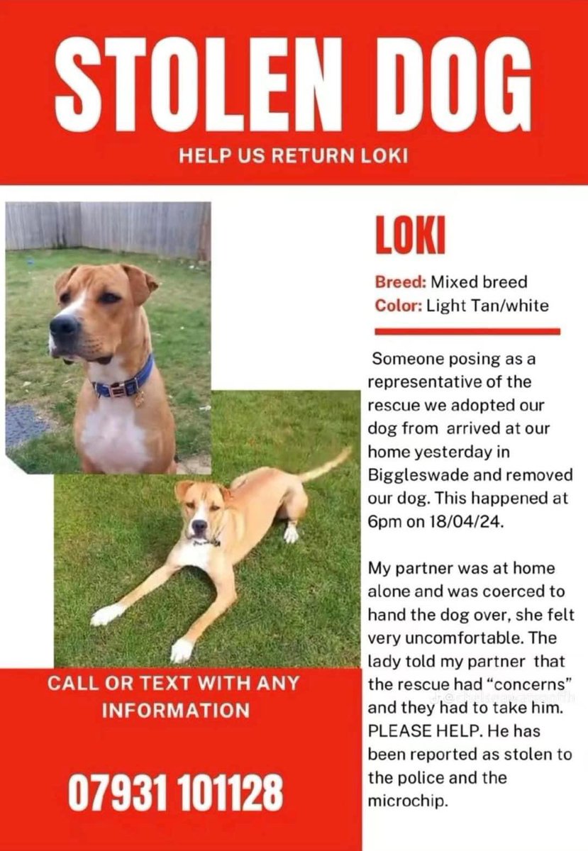 LOKI (18/4/24 6pm) in #Biggleswade OWNERS PARTNER WAS AT HOME ALONE AND WAS COERCED TO HAND THE DOG OVER, SHE FELT VERY UNCOMFORTABLE. THE LADY TOLD THEM SHE HAD CONCERNS AND THEY “HAD” TO TAKE HIM ‼️REPORTED AS STOLEN TO POLICE‼️ CHIPPED @DogLost_UK @thedogfinder @RachaelB100