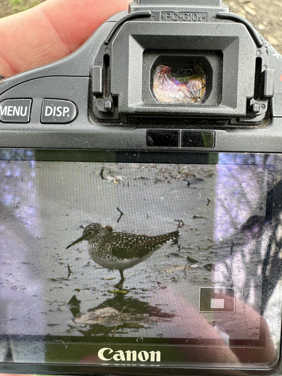 Killdeer and solitary (?) sandpiper at the Sylvan Water in Green-wood now… may be the same sandpiper some saw earlier at the Dell Water @BirdBrklyn