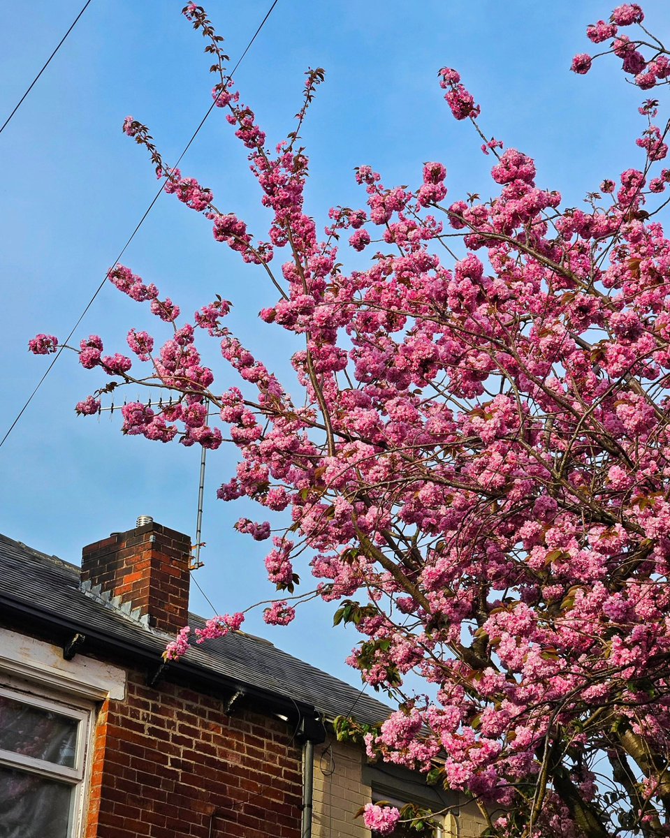 Who needs Japan, eh? 🌸

#Sheffield #VisitSheffield #SheffieldIsSuper