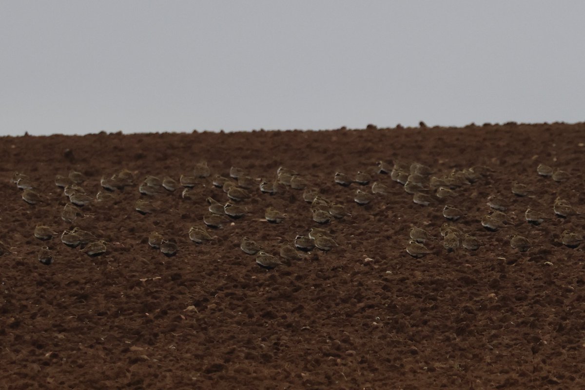 Lots of Golden Plover around at the moment. Approx 2,200 at Noss, 1,200 at Quoys of Reiss and 1,500 at Loch Heilen today #CaithnessBirds