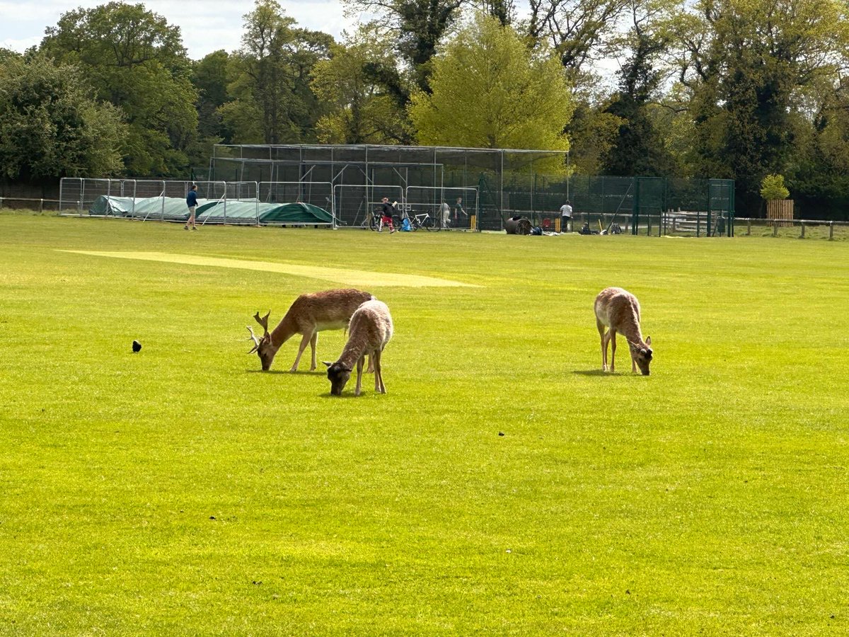 Big river cycle whilst deer graze on the cricket pitch and family of geese with cute goslings on the Thames #nature #wildlife #river