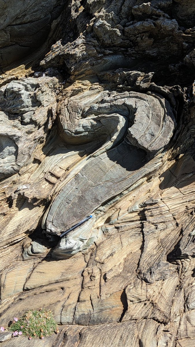 Final full day of geology at Rhoscolyn with North Wales looking at its finest! A beautiful example of how crustal thickening occurs in fold and thrust belts. The local wildlife came to see what all the fuss was about too! <a href="/GeologyLeics/">Geology at Leicester</a> <a href="/GawenJenkin/">Prof Gawen Jenkin @gawenjenkin.bsky.social</a>