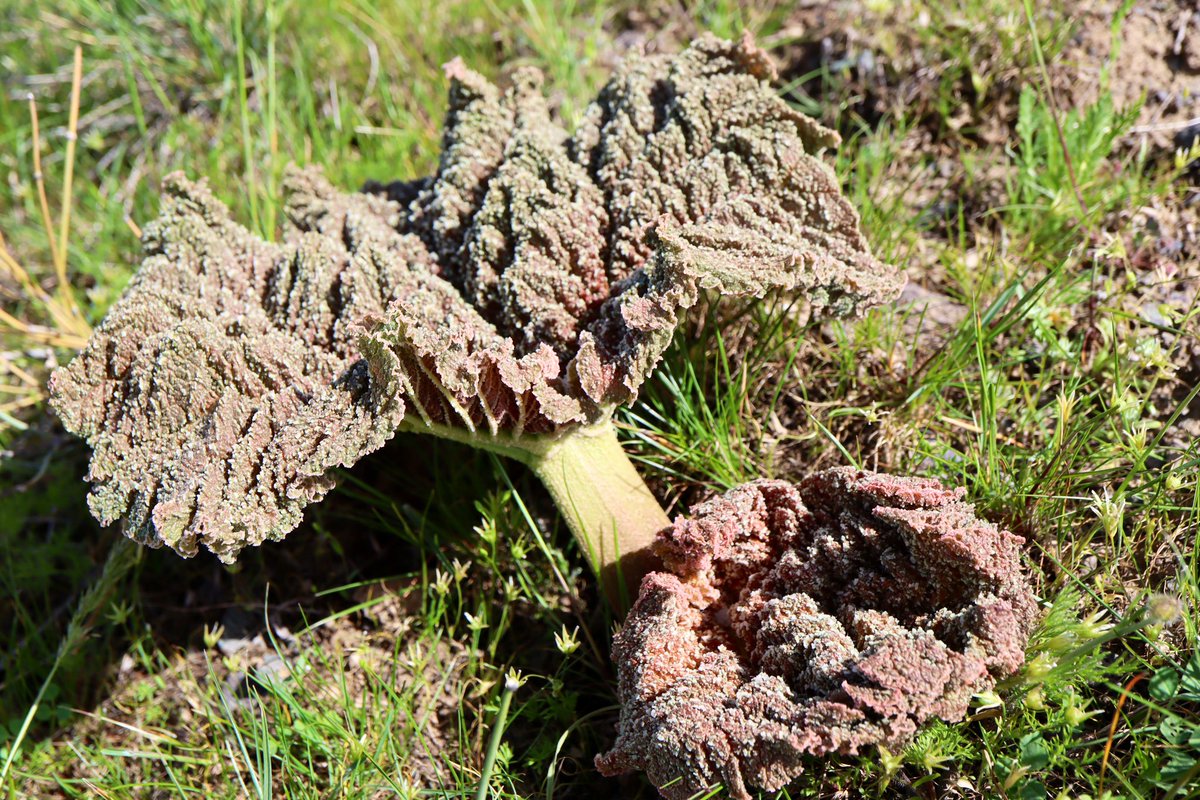 21/4/24- Day 2 today’s finds as we drive west of Kazakhstan on the @AlpineGardenSoc tour. 1)Tulipa jansii, 2) Tulipa greigii, 3) Tulipa ostrowskiana 4) Rheum tataricum