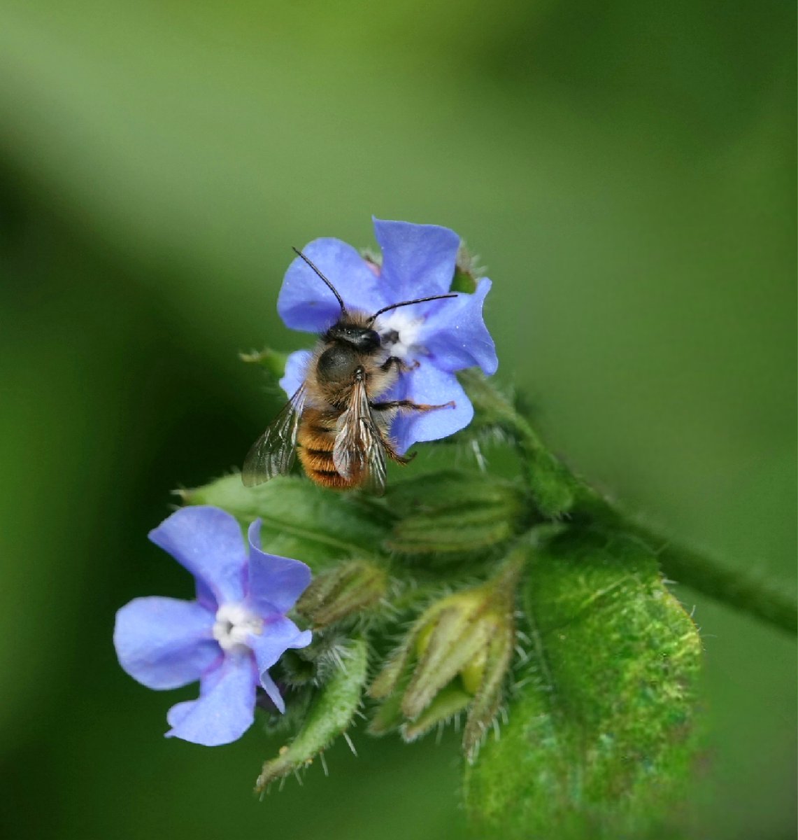 Lovely Red Mason bees have emerged despite the cold & windy weather. They seem to like the Green Alkanet flowers; glad there are plenty around now for them 💚 #bees #nature Sorry I've been quiet, been dealing with a few challenging things! Wishing everyone a good new week 🕊