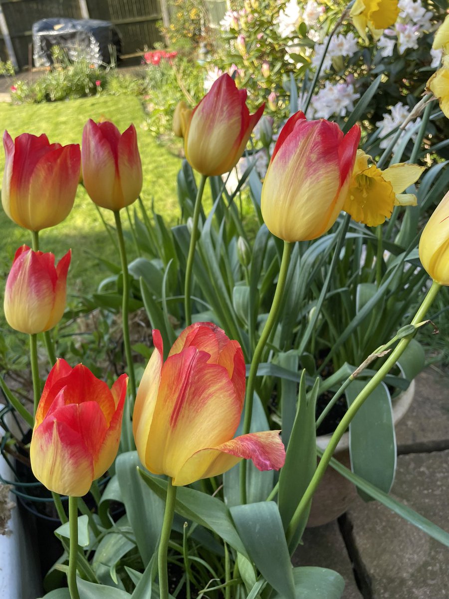 LizBrazier66's tweet photo. @GWmag I love watching them change colour as they mature. https://t.co/CSLsHcnzNB