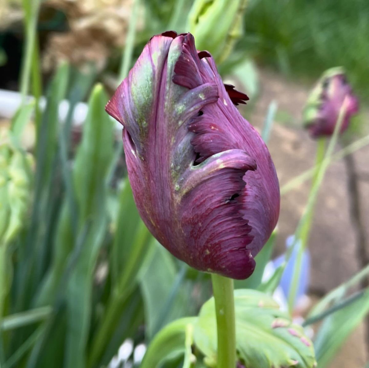 LizBrazier66's tweet photo. @GWmag I love watching them change colour as they mature. https://t.co/CSLsHcnzNB