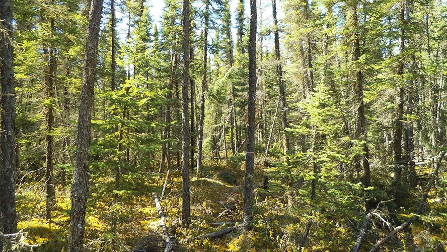 Changing northern forests: daily tree water deficit and longer periods of tree dehydration in black spruce and tamarack
agupubs.onlinelibrary.wiley.com/doi/10.1029/20… <a href="/forestecogrp/">Dr. Jennifer Baltzer</a> <a href="/NWF_Research/">Northern Water Futures</a> <a href="/atmosbios/">ATMOSBIOS Lab</a>