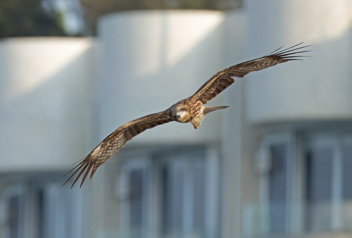 Black Kite. Hong Kong