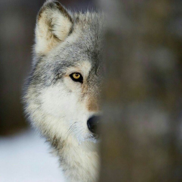 Wolfs_Loves's tweet photo. Perfect shoot 🥰🐺🥰 https://t.co/hOCQtOH8gC