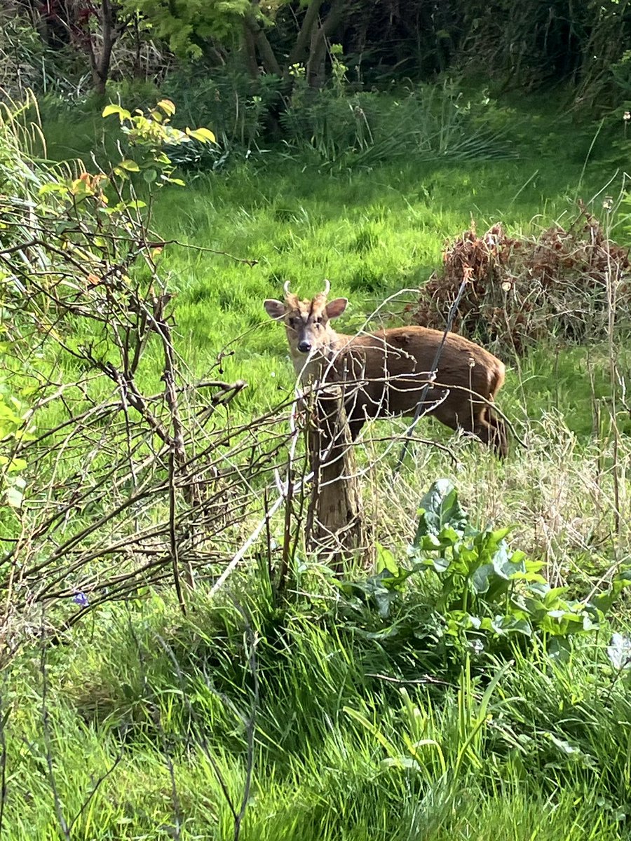 Love our casual this muntjac deer was in someone’s garden on the afternoon walk 😍