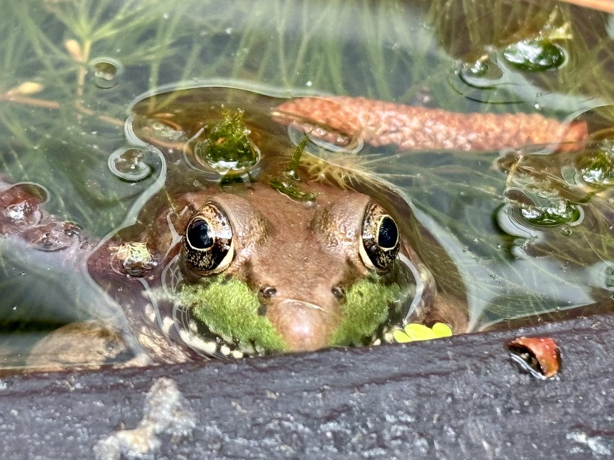 Frog watching me feed the goats this morning😄