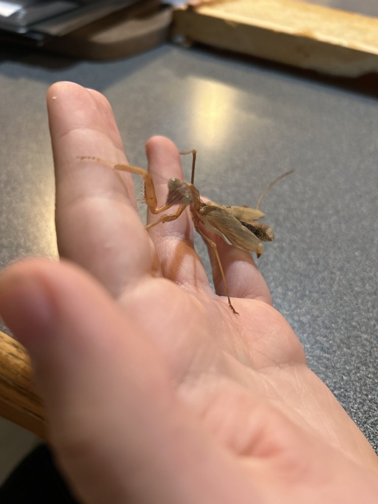 ward had a mismolt a few days ago... isn't looking good but she's eating and drinking (also trying to move, not too well ofc). her wings and back legs were pretty badly messed up during the mismolt trying my hardest to keep her healthy 🖤 i don't think she has long though