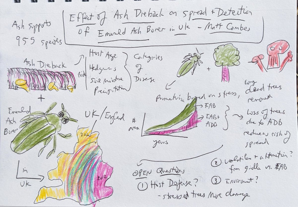 Really cool talk by @matthewcombes_ on modeling how the Ash Dieback epidemic in the UK affected the spread, detection and control of the new Emerald Ash Borer outbreak #IEW13 #sketchnotes