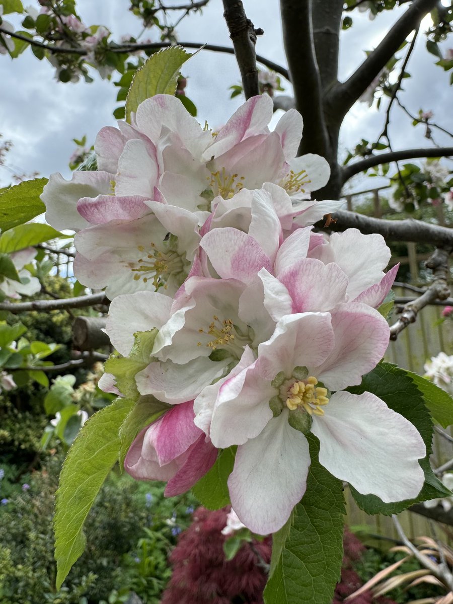 Last year we had no blossom and then no apples but this year the tree is covered in blossom. Xx