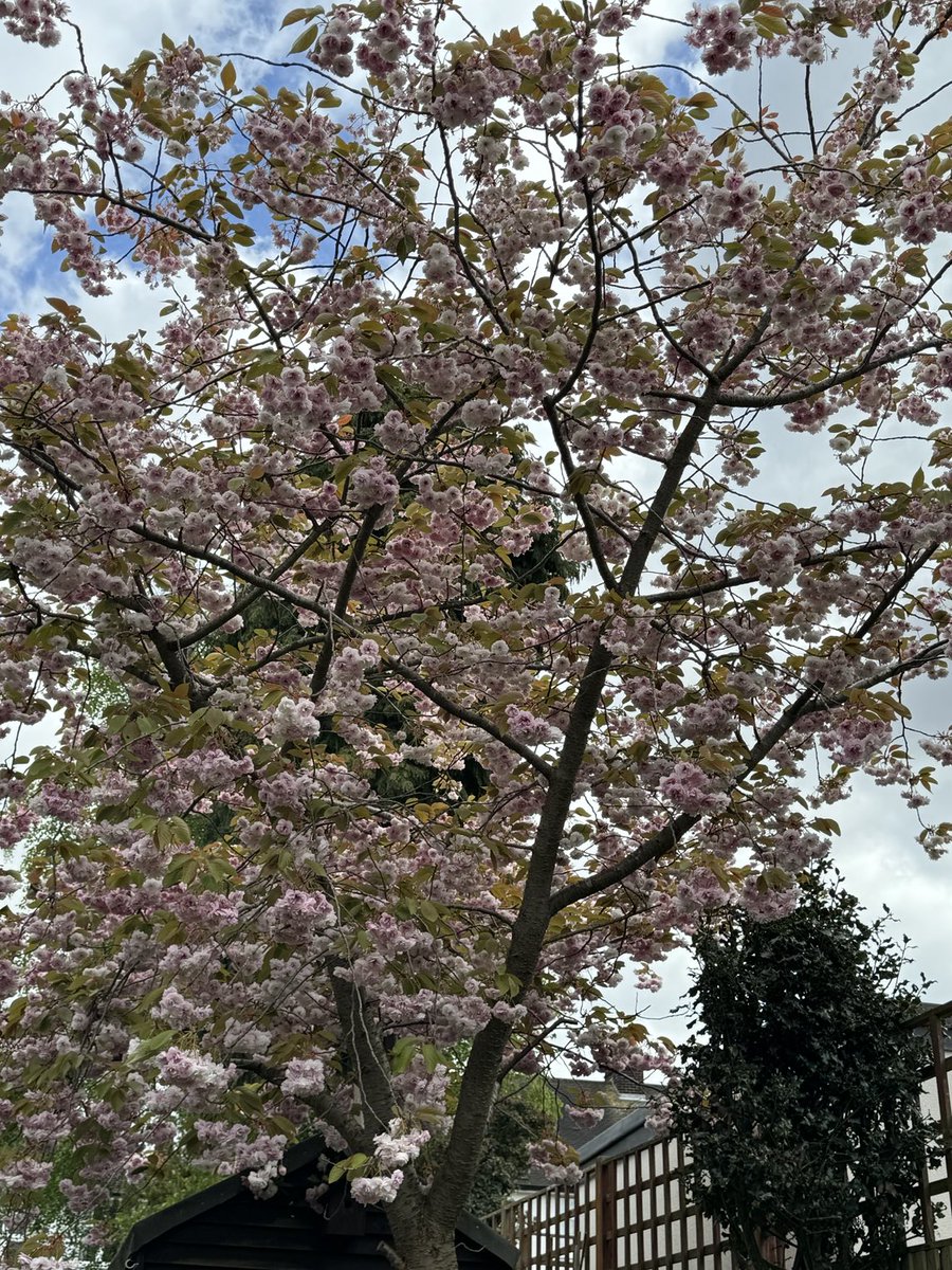 The cherry blossom has mostly survived despite all the wind xx