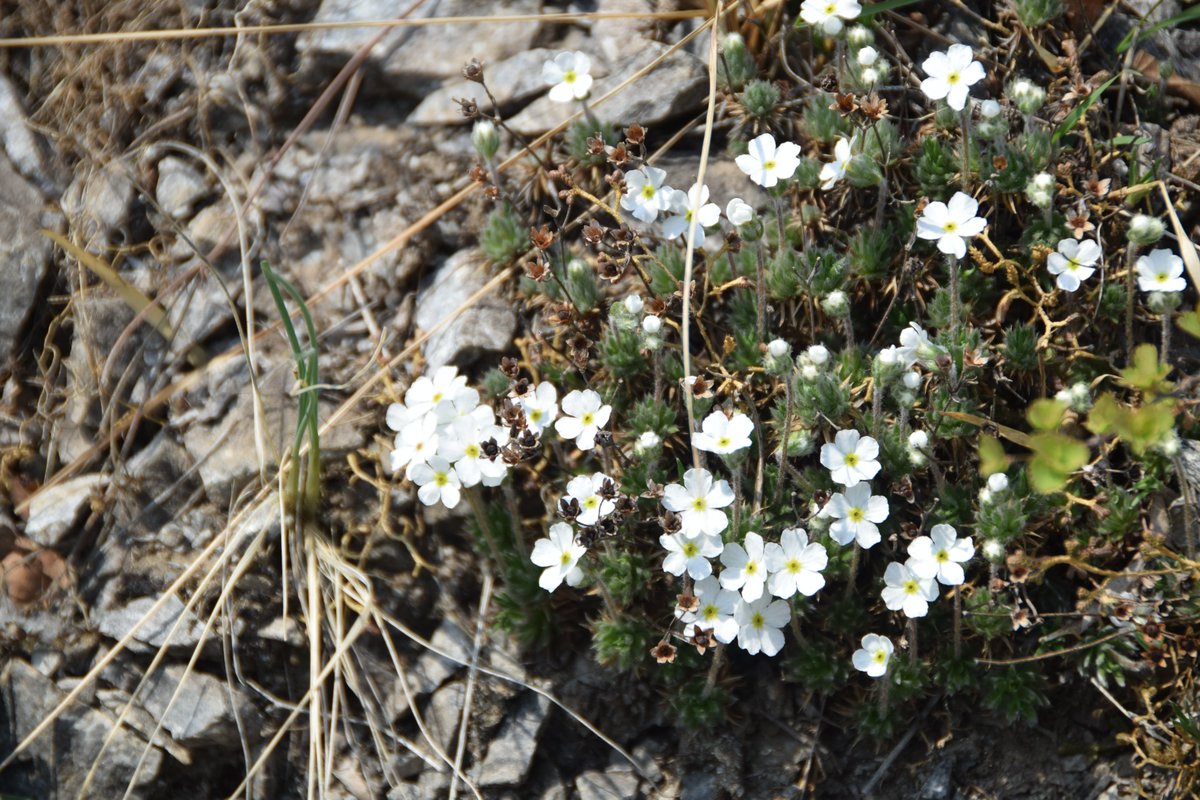 Androsace incana, Changping, Beijing, photoed today. @BirdingBeijing