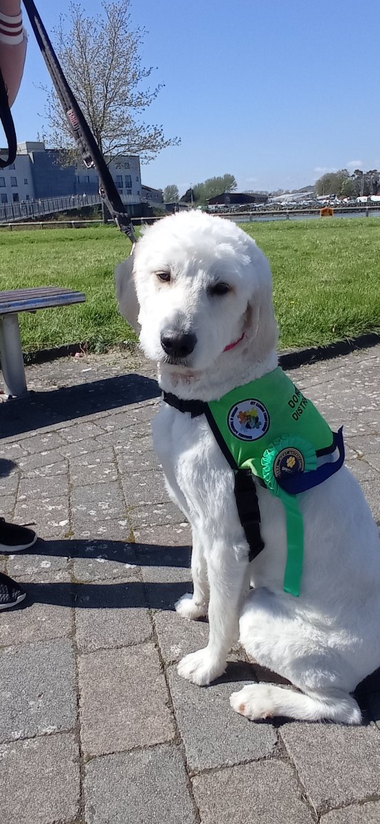 Congratulations to our @mycaninecompani therapy dog, Korra, who won the special visitor award at The Dungarvan Food Festival Dog Show🥳🥳🥳🥳🥳 #therapydog #dungarvan #foodfestival #cork #school #dogslife