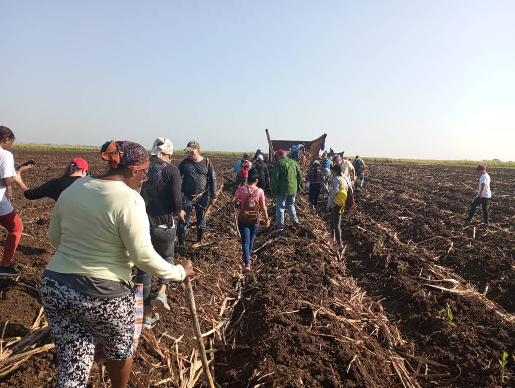 Jornada de trabajo voluntario como parte de las actividades por el #1roDeMayo en #Mayabeque en la siembra de caña y #PorCubaJuntosCreamos. @UlisesGuilarte @BYuniaky @CubaCentral