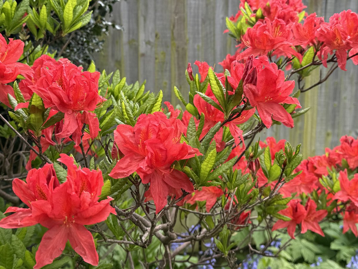 Every year this azalea looks stunning even though I do nothing to it xx