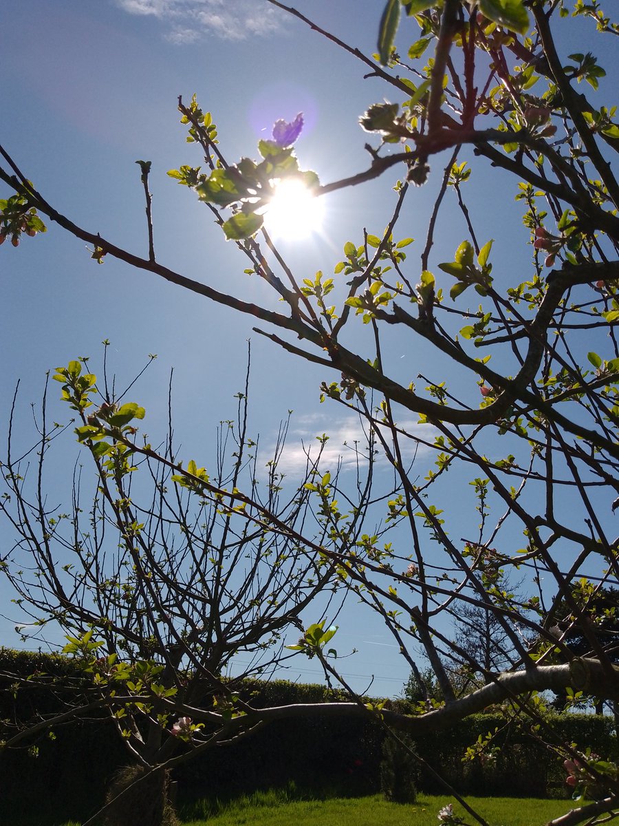 AntiquesOldHen's tweet photo. What's that big bright thing in the sky!?🤣👍🏼❤️😊🐔 #Orchard #CountyArmagh #blossom #NorthernIreland  #weather 🌞 @angie_weather @WeatherCee @bbcniweather https://t.co/ev5t6foxq5