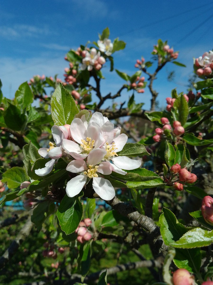 AntiquesOldHen's tweet photo. What's that big bright thing in the sky!?🤣👍🏼❤️😊🐔 #Orchard #CountyArmagh #blossom #NorthernIreland  #weather 🌞 @angie_weather @WeatherCee @bbcniweather https://t.co/ev5t6foxq5