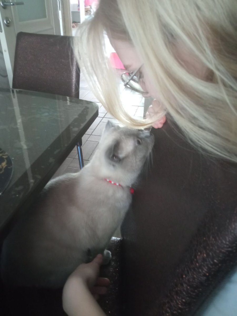 tram_past's tweet photo. Стадия 3- принятие
Она нюхала мой носик и мурлыкала🥺 Это значит меня приняли в семью? https://t.co/JYOXFx2r1e