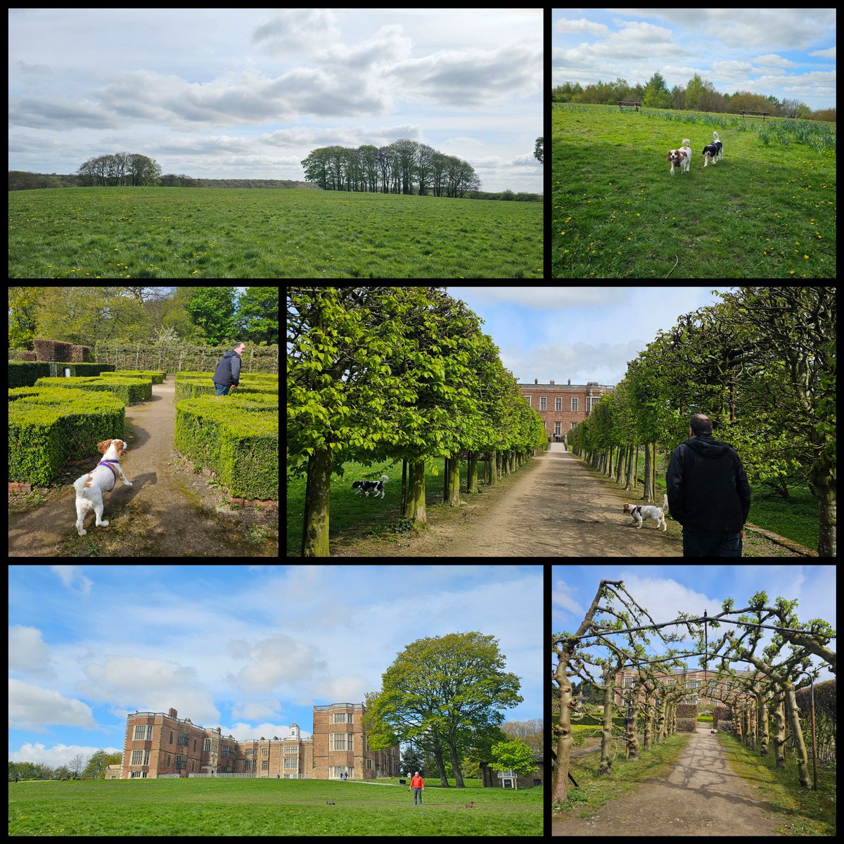 Took the boys up to Temple Newsam early this morning to have a blast around the grounds to burn off some energy 😊🐾 #cavpack #sundayvibes #outdoors #Leeds