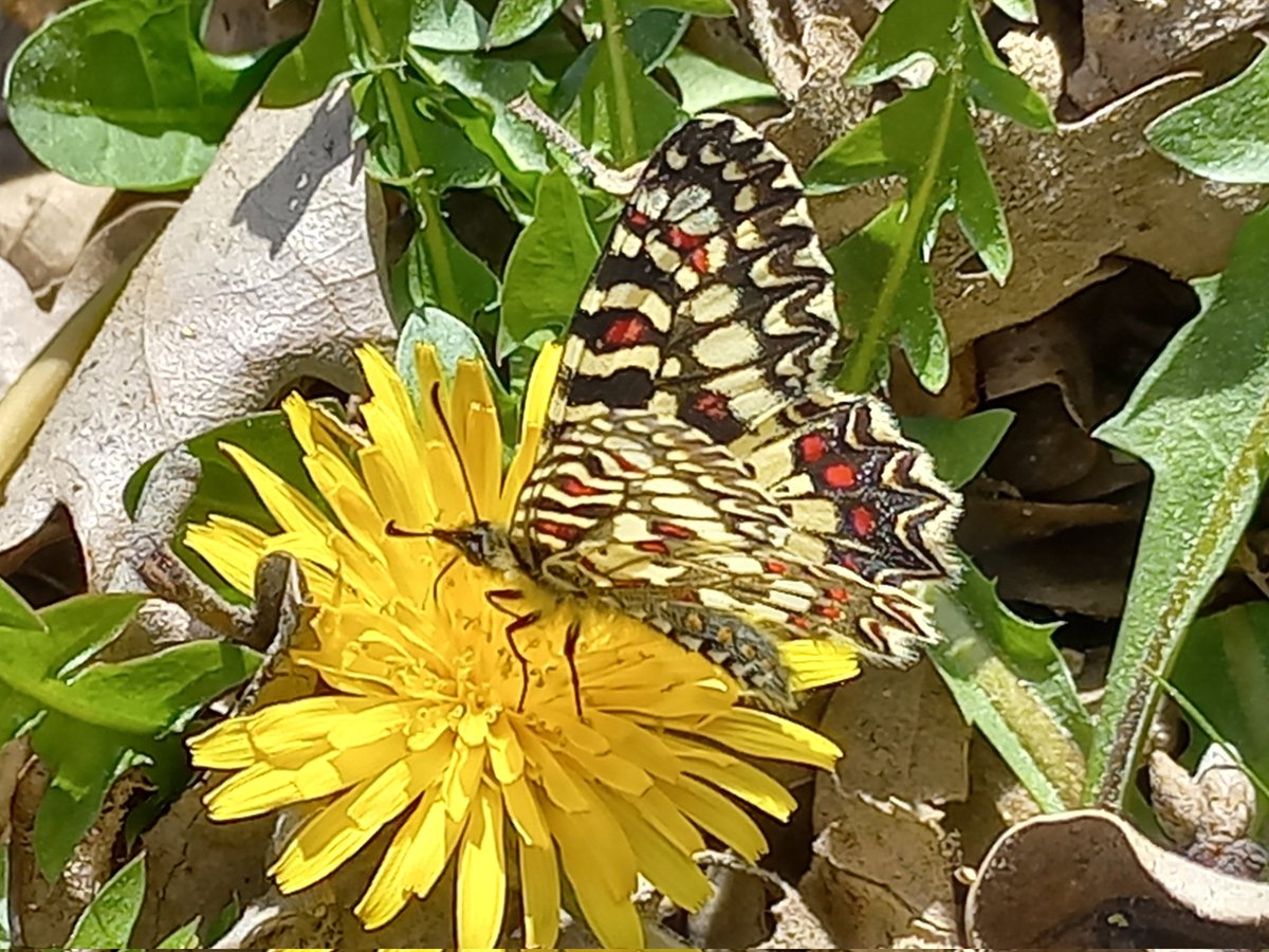greenflashplant's tweet photo. The Spanish festoon (Zerynthia rumina) is a #butterfly smaller than others from the  #Papilionidae family present in the iberian peninsula but not for this less elegant #Madrid #Mountains https://t.co/sJJFVBAczA