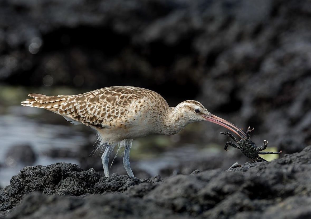 World Curlew Day? I like mine with Bristles. Hawaii