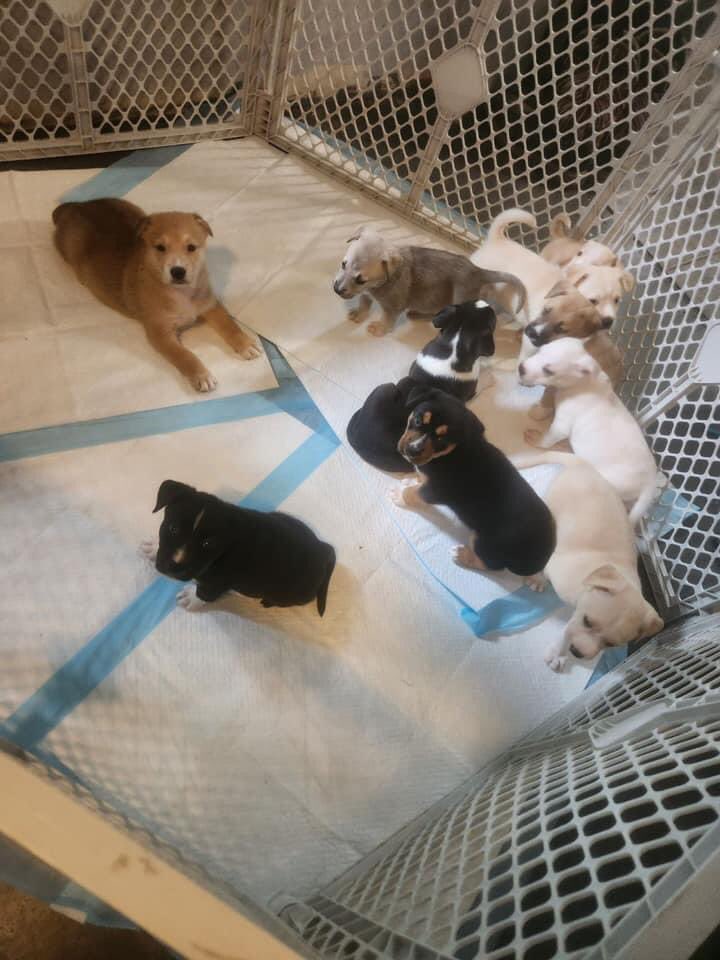 ❤️🎉🎊🥳🎈Momma GEMMA & 10 puppies are Rescued Rescued by #FreedomStreetRescue They’re now almost 5 1/2 weeks old & growing quickly! TY everyone 4 helping this family escape shelter life🙏🐾PLZ honor your pledges as they will all need vaccines & spay/neuter Houston #TX #A619391