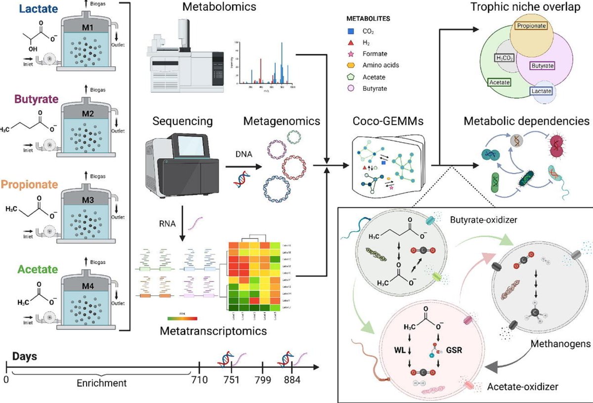 Our paper is out in @Chem_Eng_J - a combined approach including #metagenomics,#metatranscriptomics,#machine-learning and #metabolic modelling to decipher the #syntrophies in C2-C4 organic acids-degrading #anaerobic #microbiomes– doi.org/10.1016/j.cej.…  @DiBio_UniPD @IBBPAS