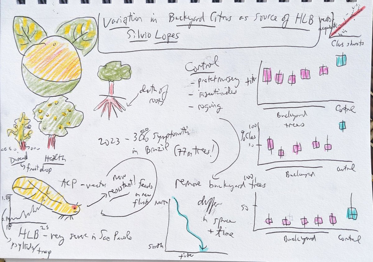 Very nice talk by Silvio Lopes on how unprotected backyard citrus trees can contribute to HLB outbreaks in Brazil, and thinking about how to encourage different behavior #IEW13 #sketchnotes