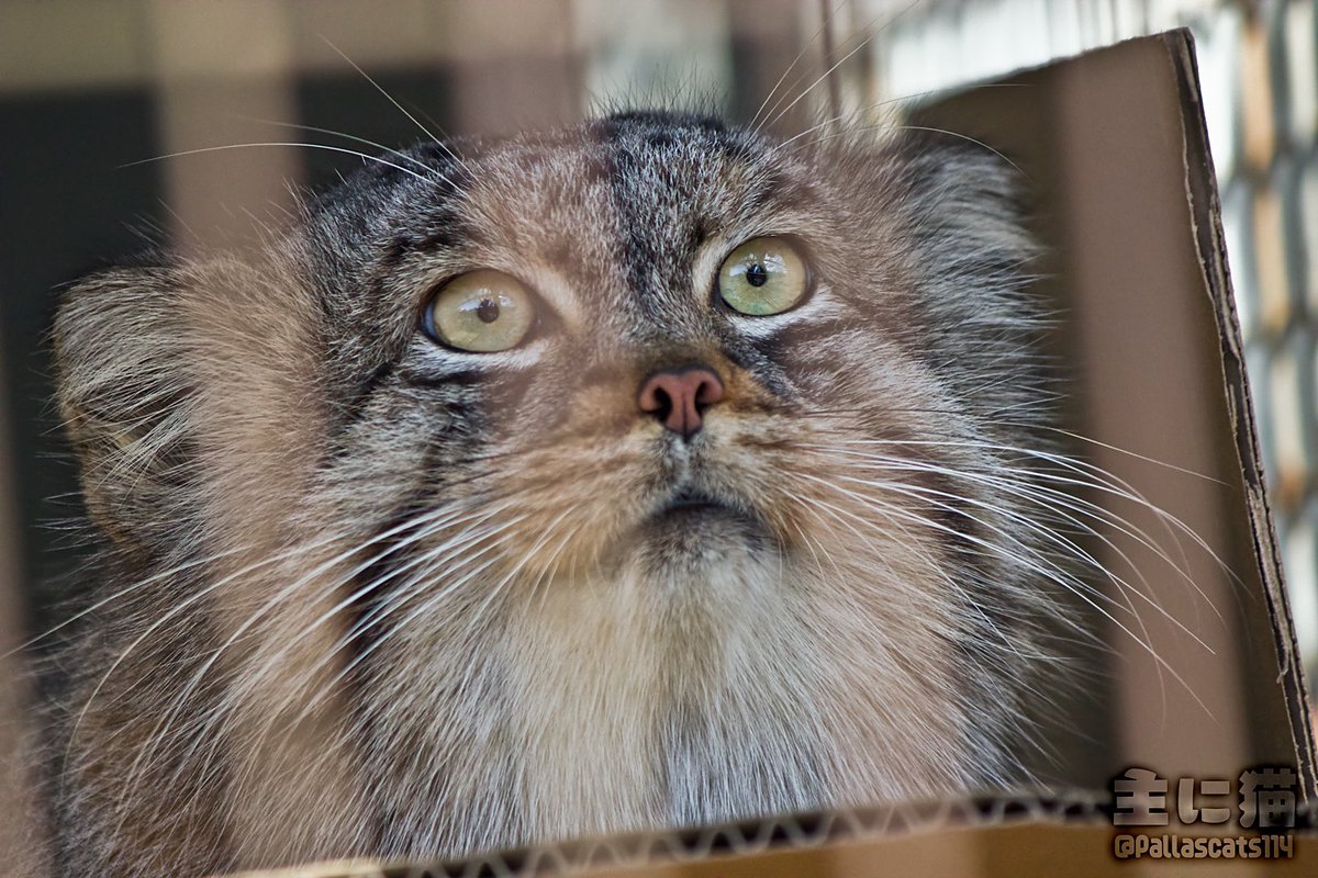 Pallascats114 tweet picture