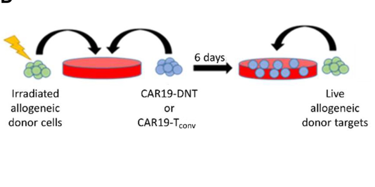 Research in mouse and human T cells shows a method for “off-the-shelf” #CART #cancer #immunotherapy, creating double negative T cells without CD4 and CD8 to avoid graft-versus-host disease.

Read up on the 2022 work: scim.ag/6FO #WeekendReads