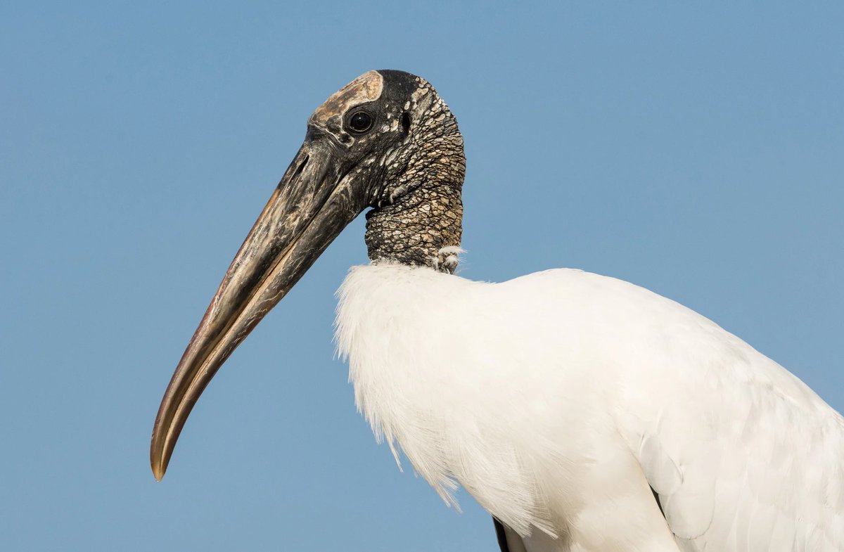 @Superealism_Aus Skittles: “The Wood Stork is one of Florida’s signature wading birds, a long-legged, striking-looking bird on land that soars like a raptor in the air”
(Audubon Florida)