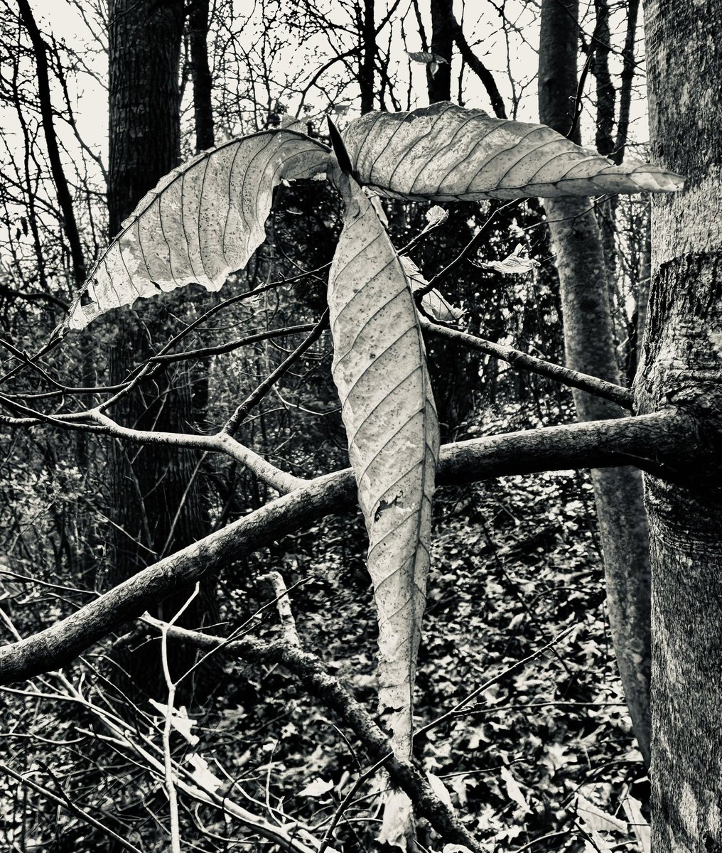 only the quietest secrets of the long winter - remain deep in the woods marcescent whispers hang frail on boughs to be there and still - is to know where we’ve been they know each of the seasons - know all of them well