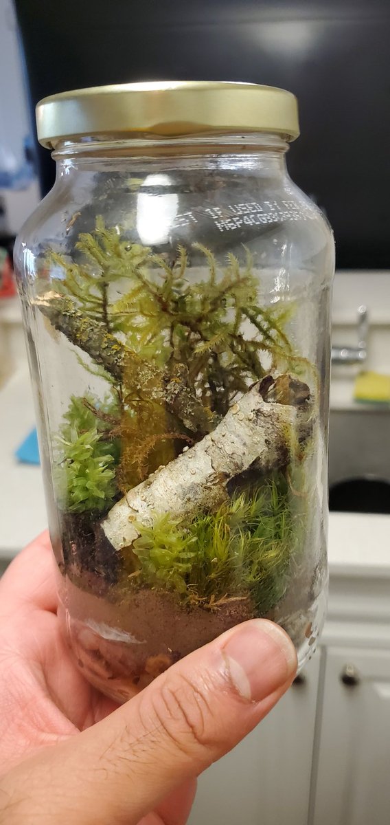 Rock-themed terrarium and tree-themed terrarium