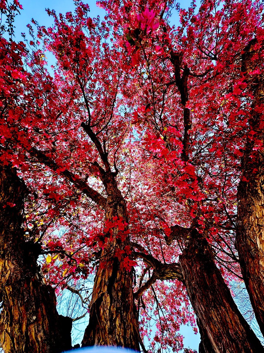 After seeing King Yellowman in concert in Evergreen last night, we spent some relaxing time today enjoying the reflections on Evergreen lake & the elks, then we decided to check out the Crabapple tree route in Littleton to enjoy the colors of the trees. 

My heart is full ❤️