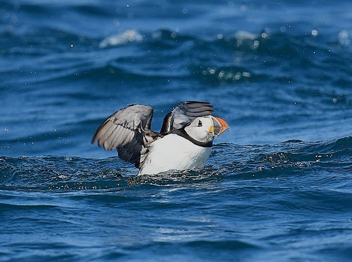 Puffin on sea near Mincarlo at Scilly. Great trip out this afternoon as part of Naturetrek Spring on Scillies tour. @IOSTravel @CBWPS1 @islesofscilly @naturetrektours @_MattEade @BobBosisto @camelbirder @Kernowringer