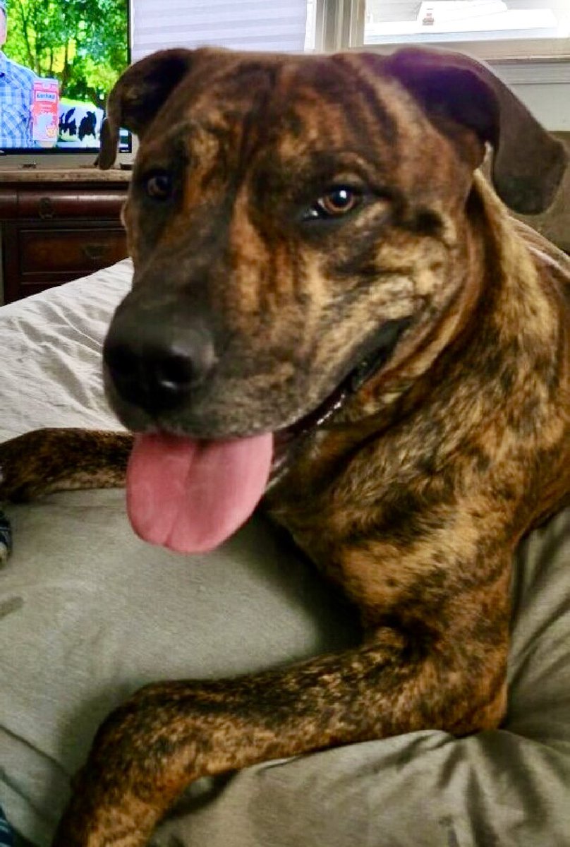His owner passed away and the relatives that took him dumped him for their new baby, 2 year old King 195859 arrived just 2 days ago on April 16 - now TBK Tuesday. His world has collapsed, so scared he refused to walk and NYCACC used a control pole to get him into his kennel. He