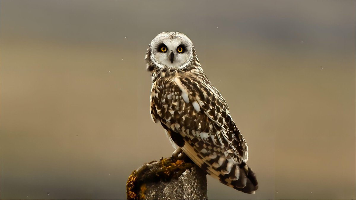 Short-eared owl up on the moor this evening in the fading light @NewNature_Mag @bbcwildlifemag